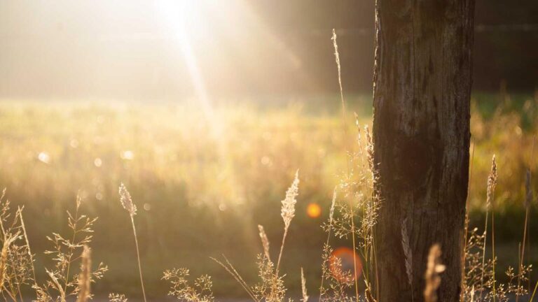 How To Login Securely Through 11Xplay Online Com?